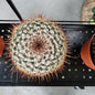 OWL EYE CACTUS