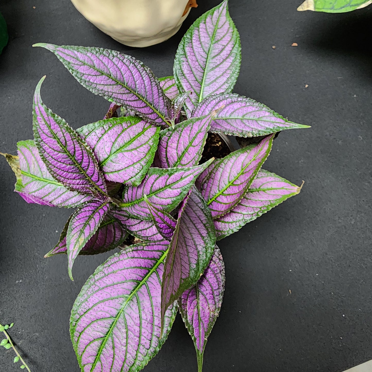 Persian Shield