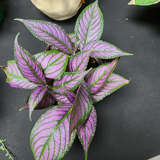 Persian Shield
