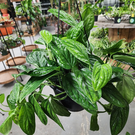 #37 8in HB Monstera Peru
