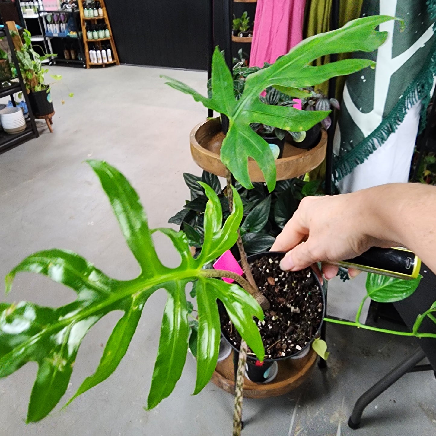 Brachifolia Alocasia
