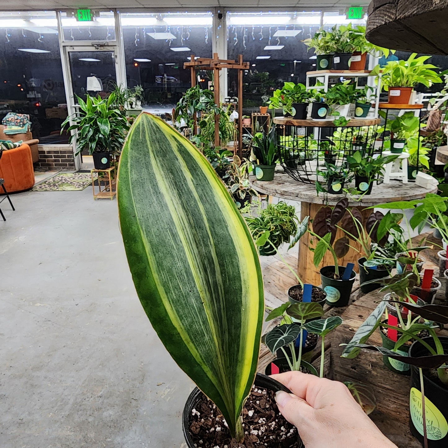 Variegated Shark Fin/Whale tail