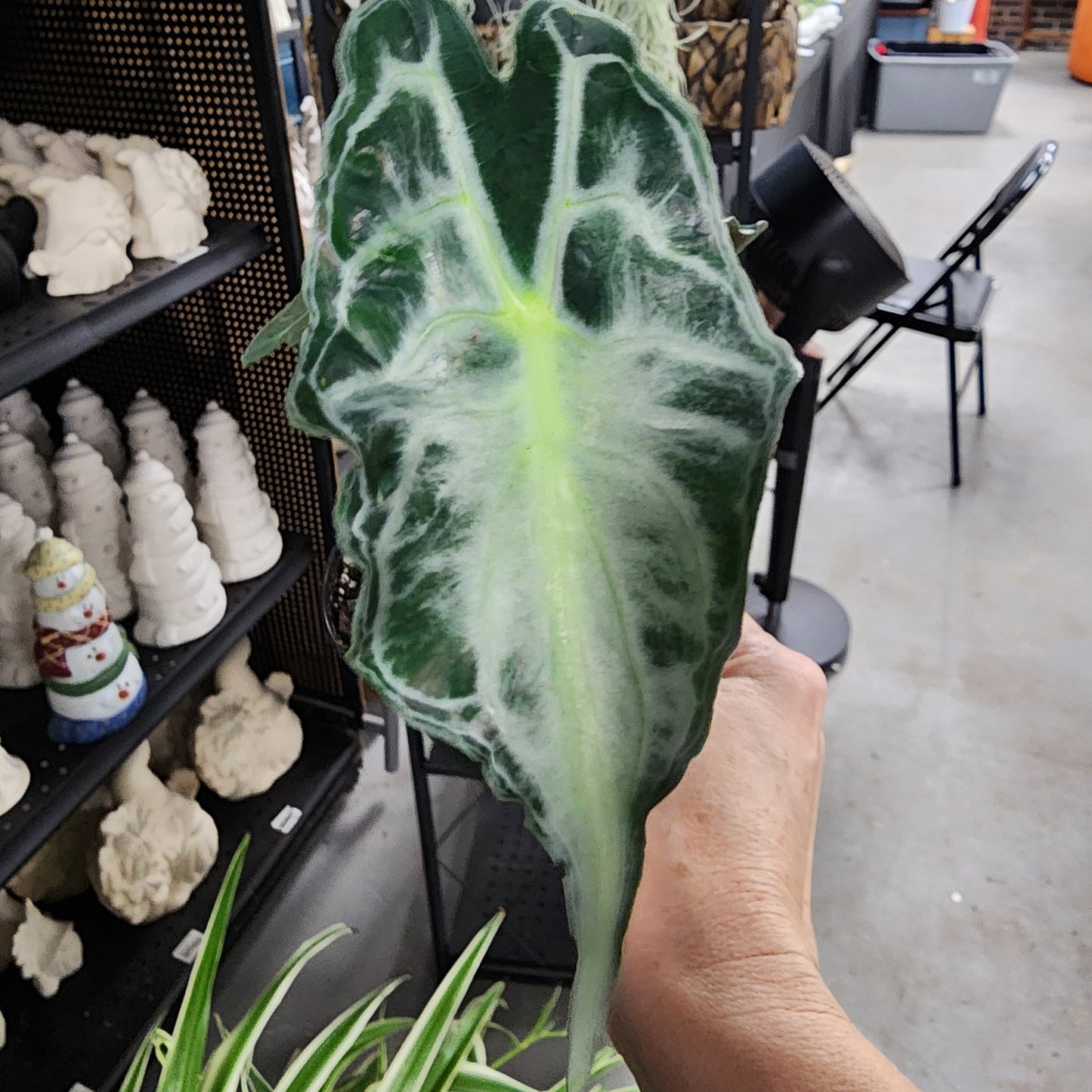 Alocasia Venom