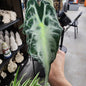 Alocasia Venom