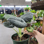 Alocasia Maharani