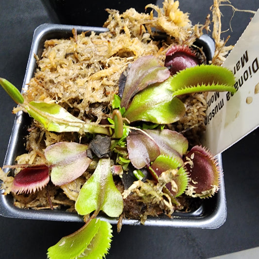 Maroon Monster Venus Fly trap