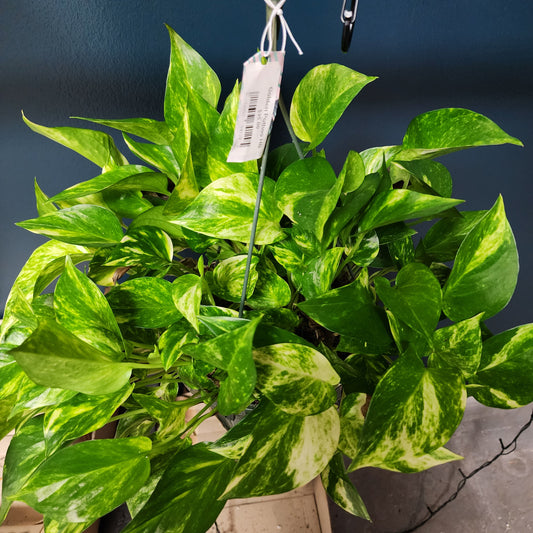 Golden Pothos Hanging Basket