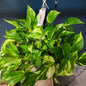 Golden Pothos Hanging Basket