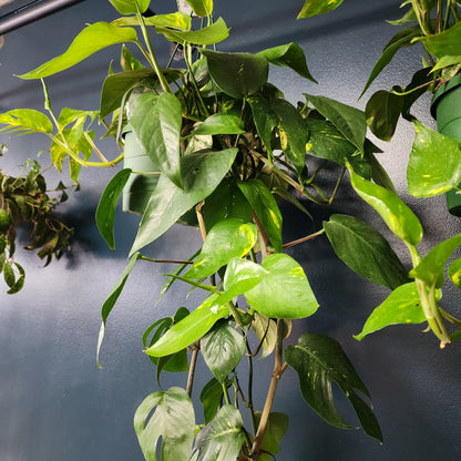 Epipremnum Pinnatum Golden hanging basket