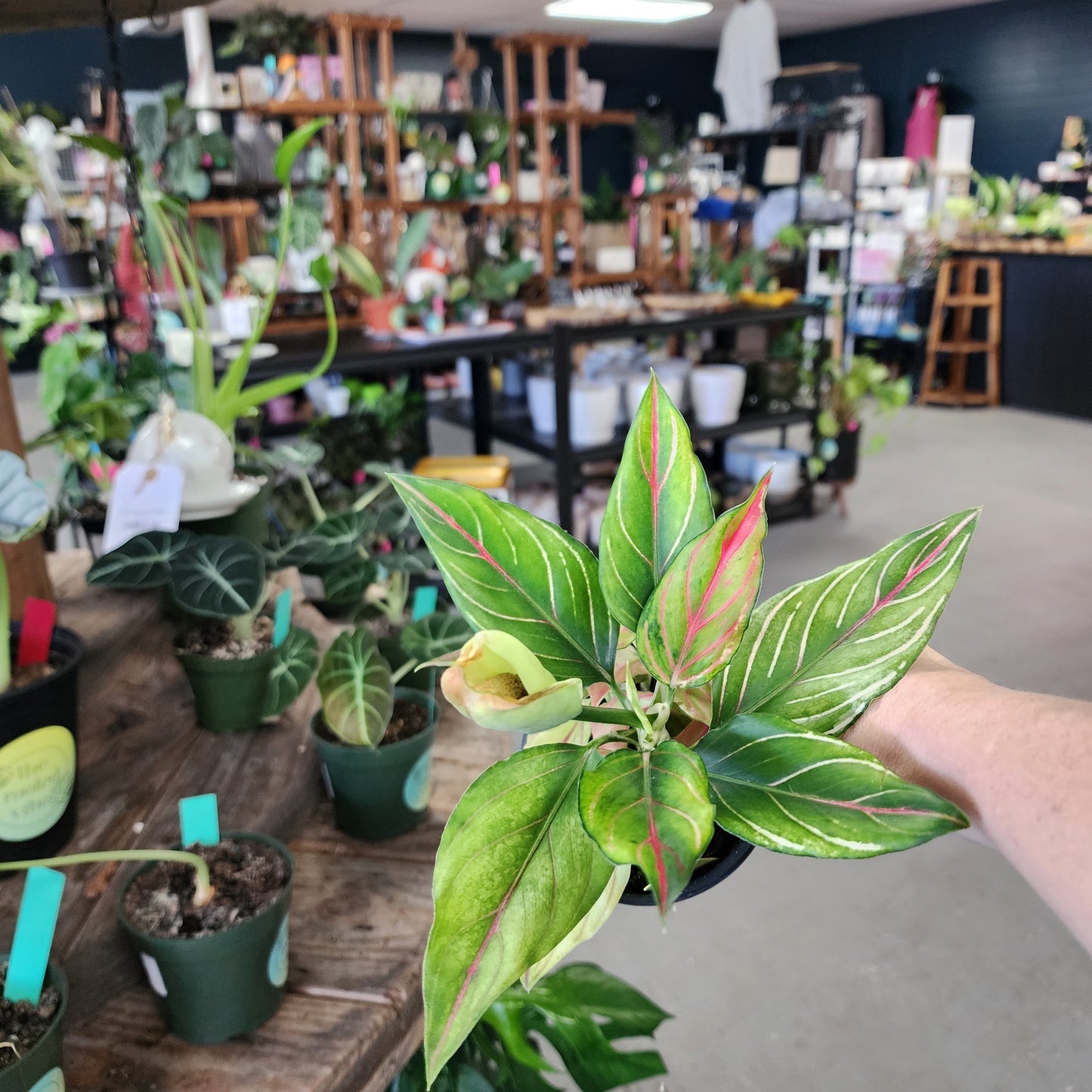 AGLAONEMA RED VEIN
