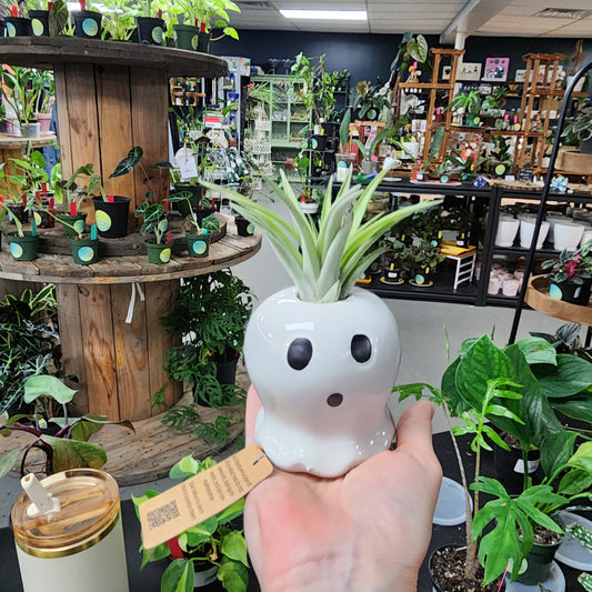 Ghost Air Plant