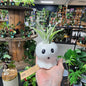 Ghost Air Plant