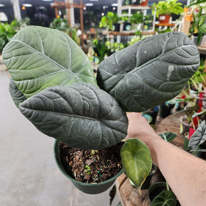 Alocasia Maharani