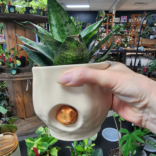 Fox pot Sanseveria