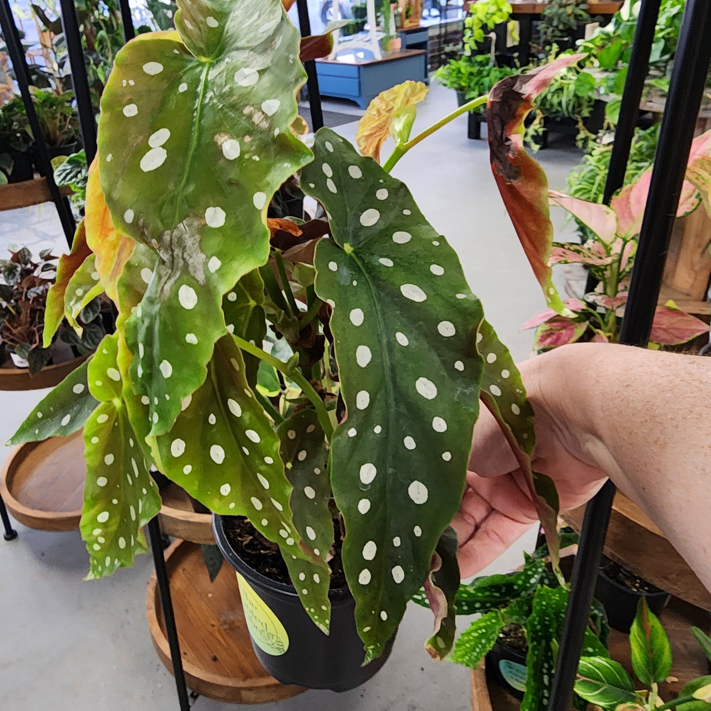 POLKA DOT