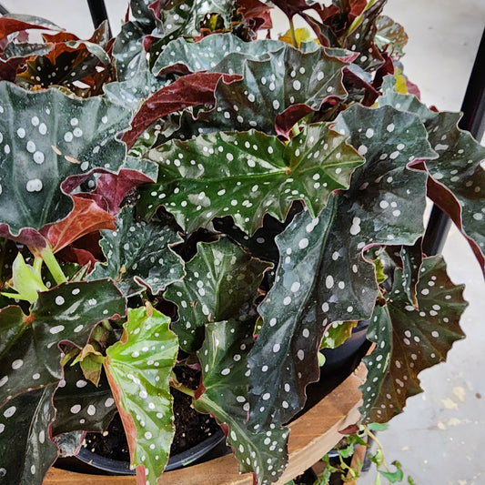 Black Forest Begonia