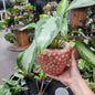 Strawberry planter/ Aglaonema