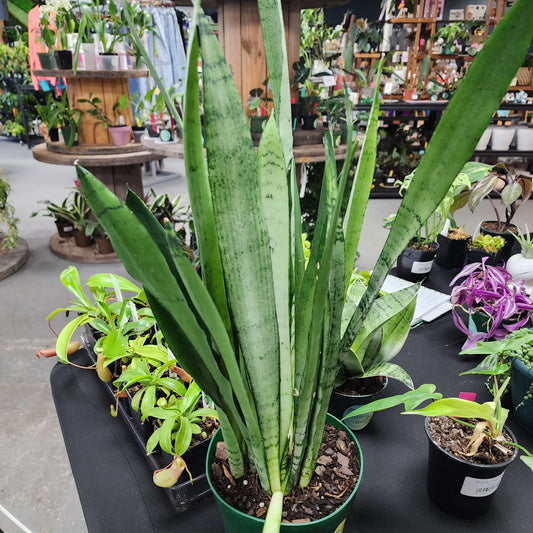 6in Sanseveria