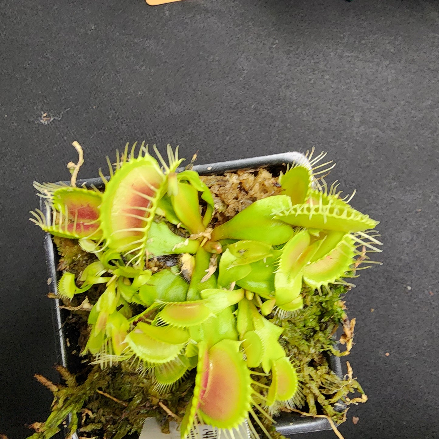Big Mouth Venus Flytrap