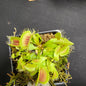 Big Mouth Venus Flytrap