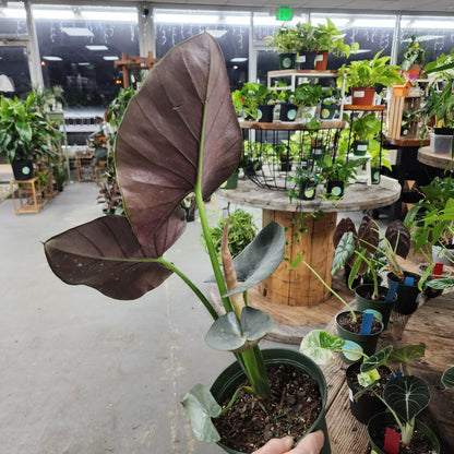 Alocasia Reginae
