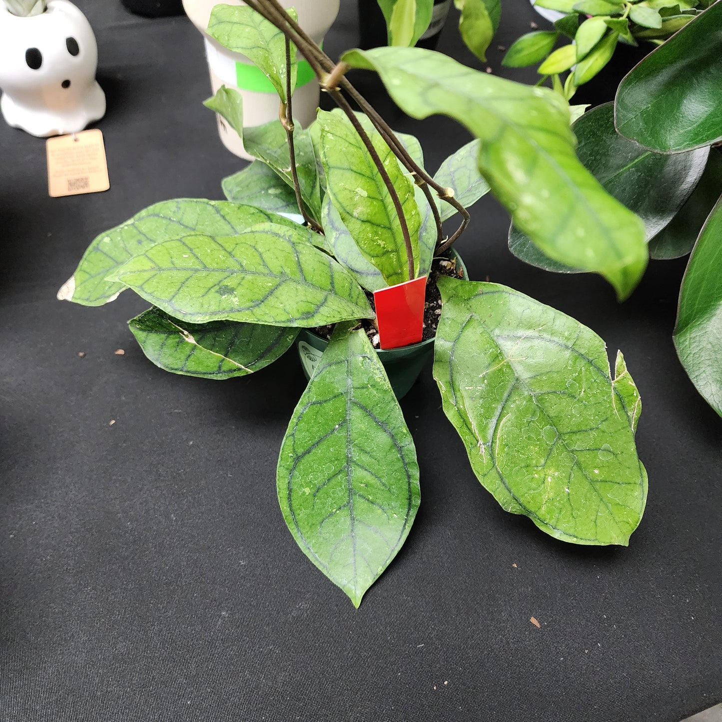 Hoya Vena