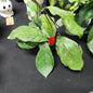 Hoya Vena