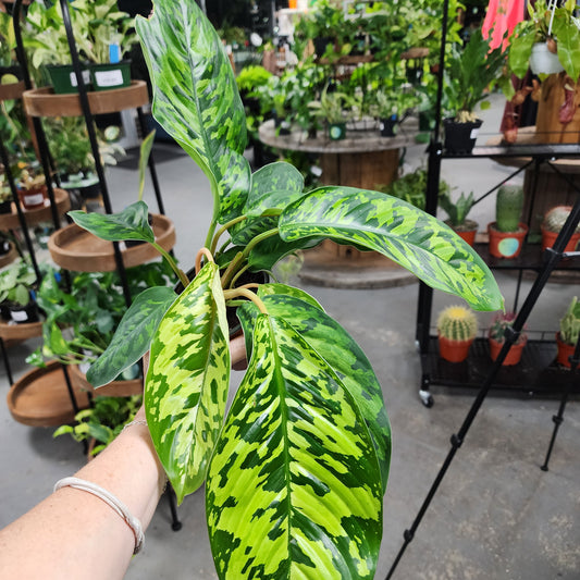 HOMALOMENA CAMO