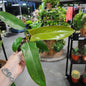 PHIOLDENDRON FLORIDA BRONZE