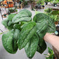 #45 Mount Salak Scindapsus