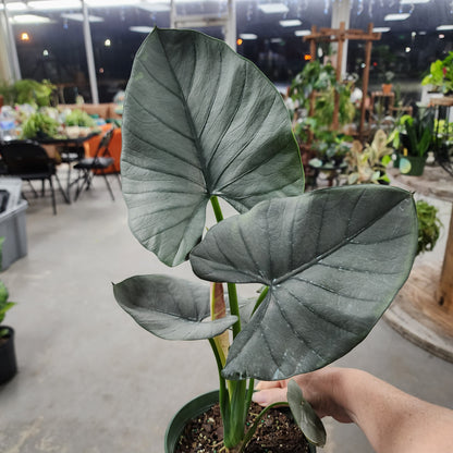 Alocasia Reginae