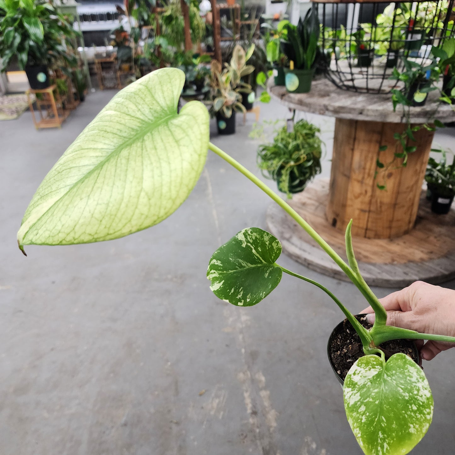 Monstera Mint