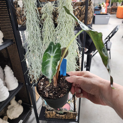 Alocasia Venom