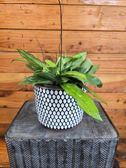 Hoya Crassipetiolata Little Splash, 6" Plant